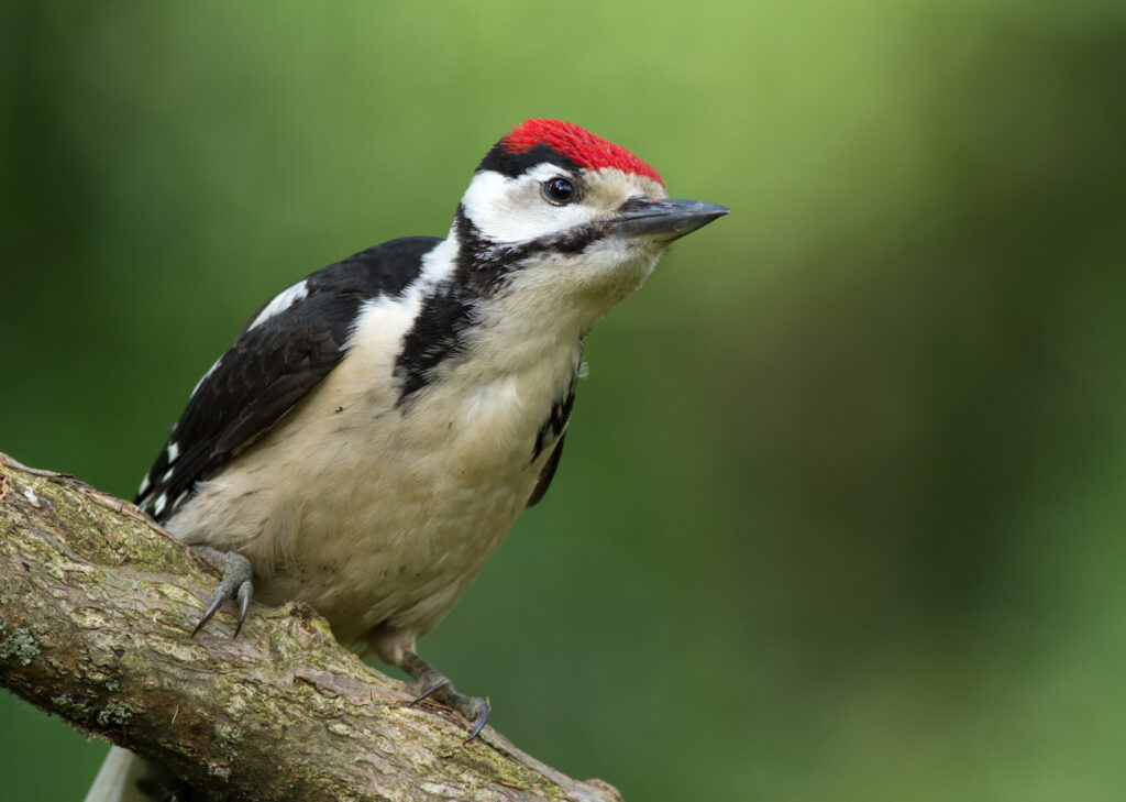 Young great spotted woodpecker sitting on the branch.He is having the big red cap on his head unlike the specimen of the adult